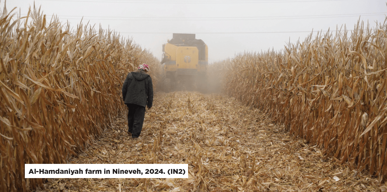 Al-Hamdaniyah farm in Nineveh, 2024. (IN2)